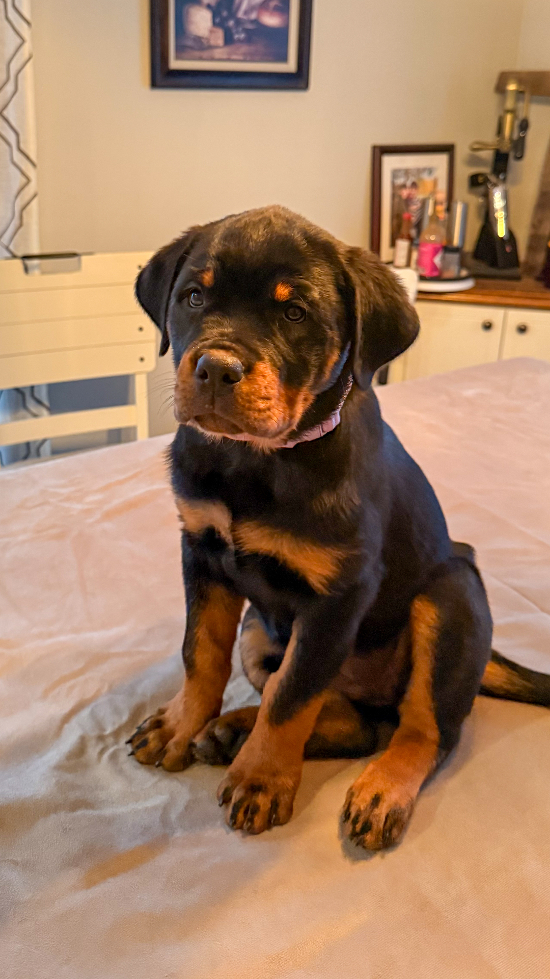 Anya, female Rottweiler puppy