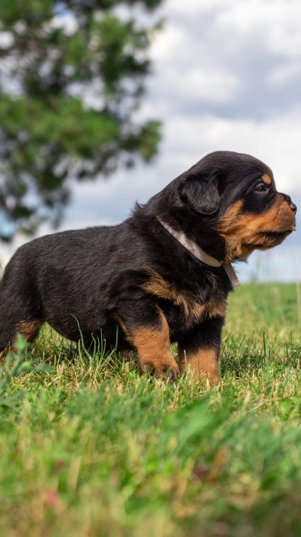 Puppies — Assisi Kennels Rottweilers
