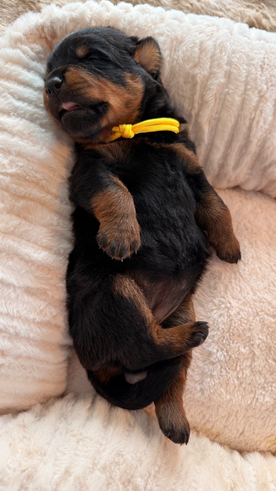 Puppies — Assisi Kennels Rottweilers