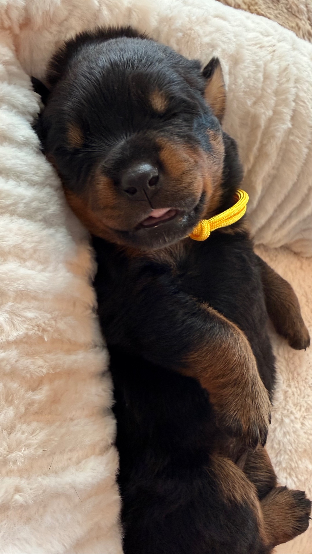 Puppies — Assisi Kennels Rottweilers