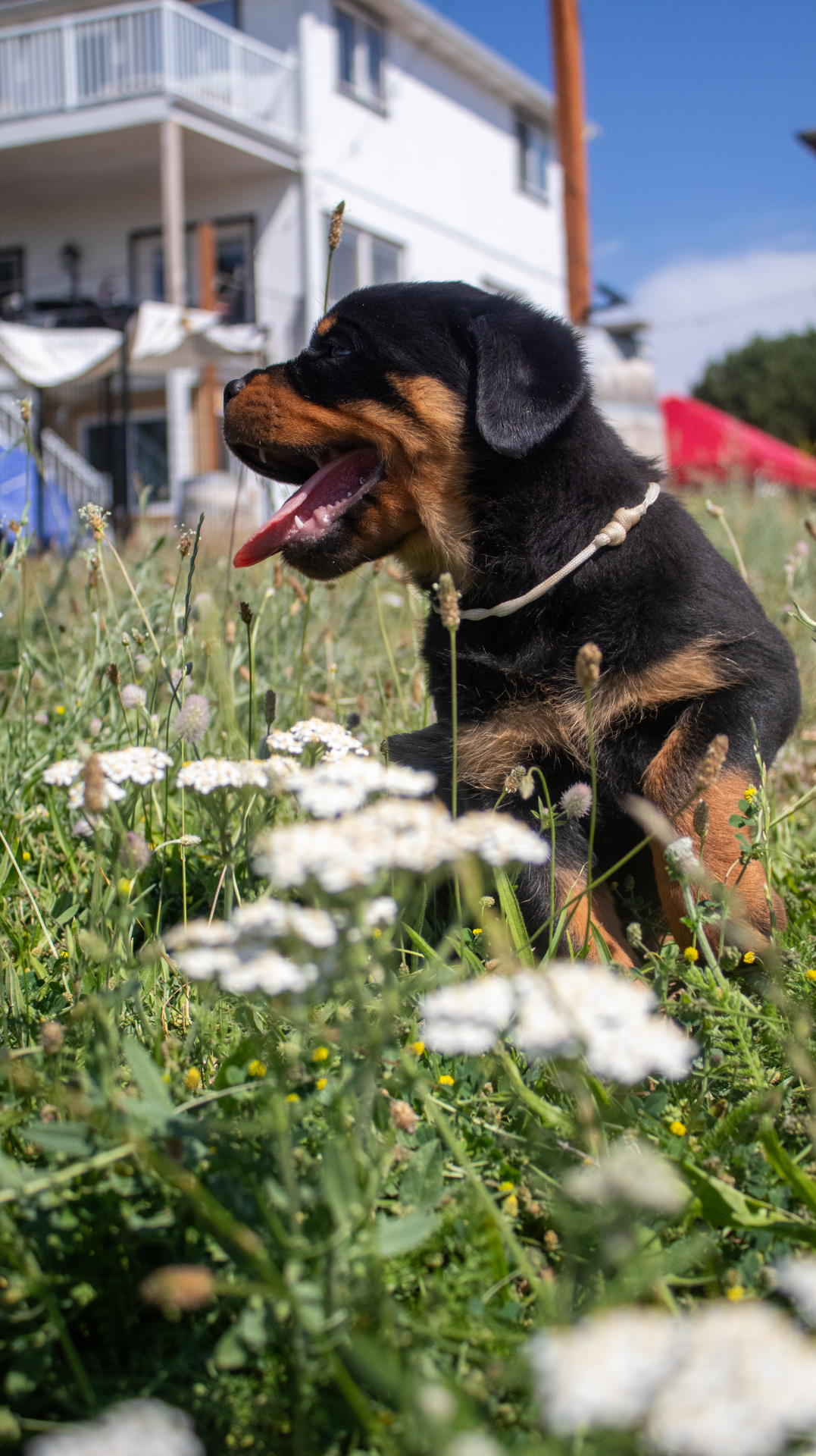 A happy Rottweiler puppy from Assisi Kennels sitting in a flower-filled meadow