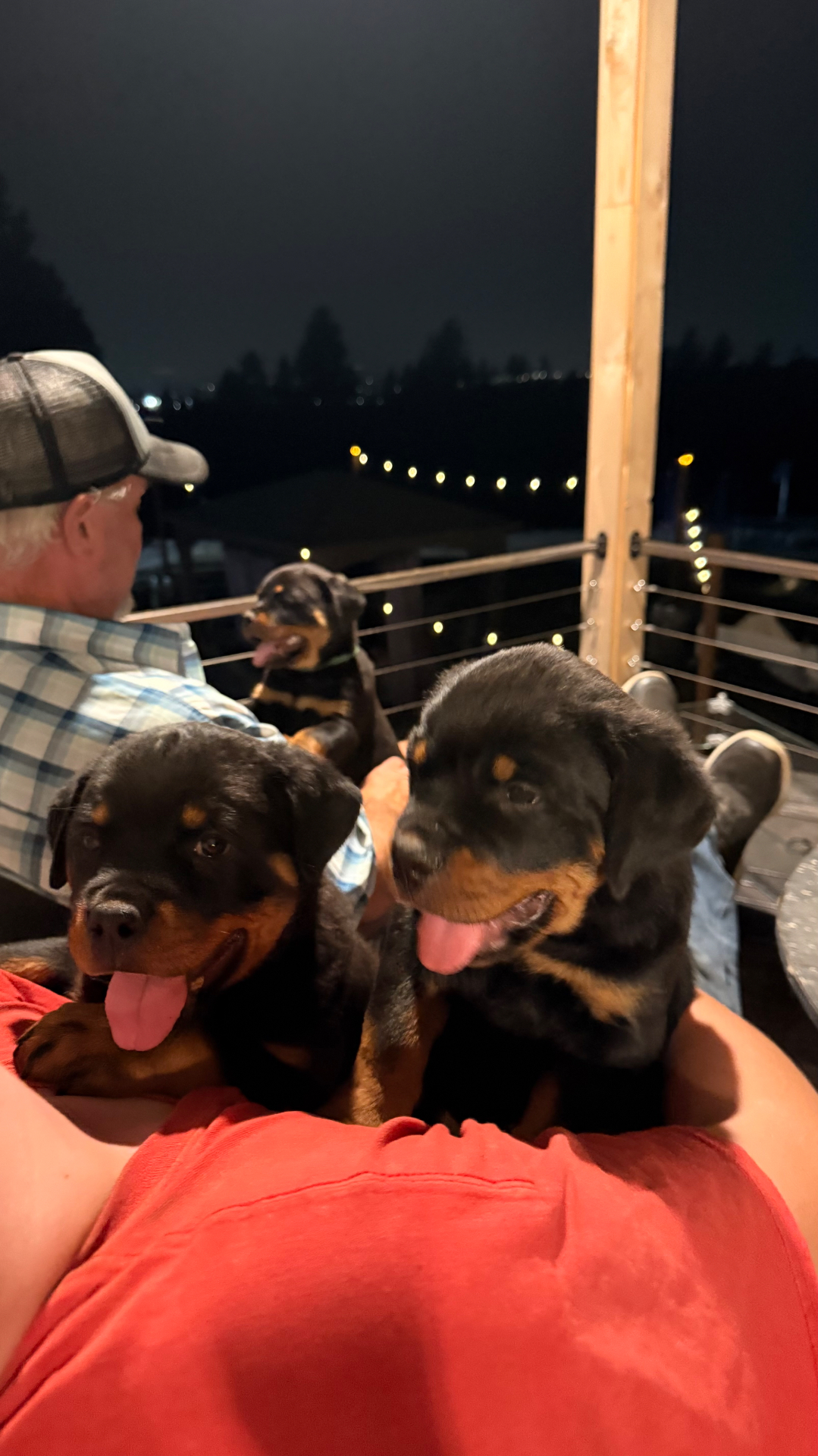 Families — Assisi Kennels Rottweilers