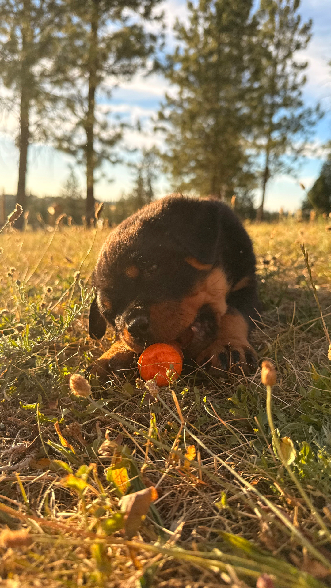 Outdoor Photos — Assisi Kennels Rottweilers