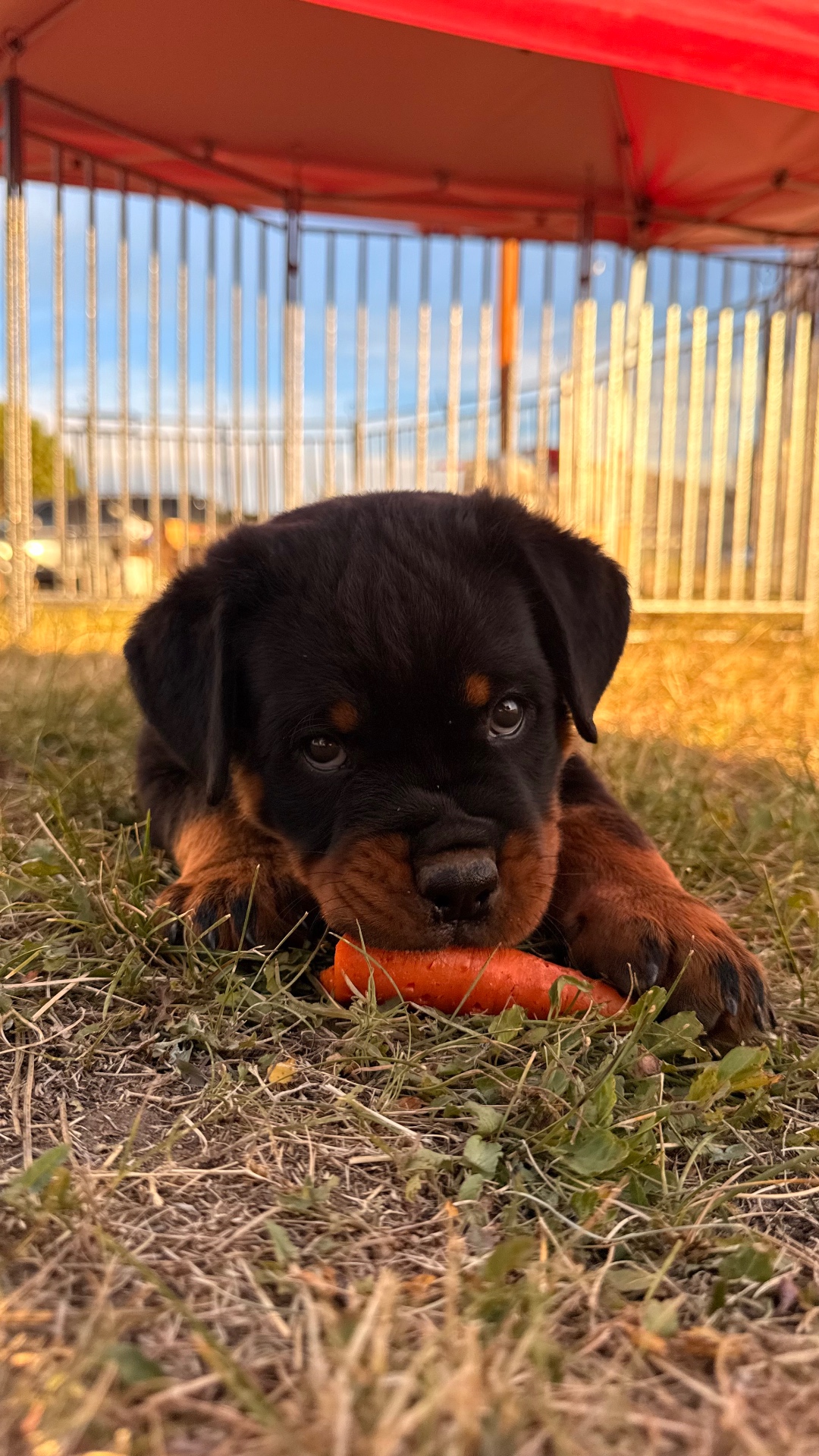 Outdoor Photos — Assisi Kennels Rottweilers