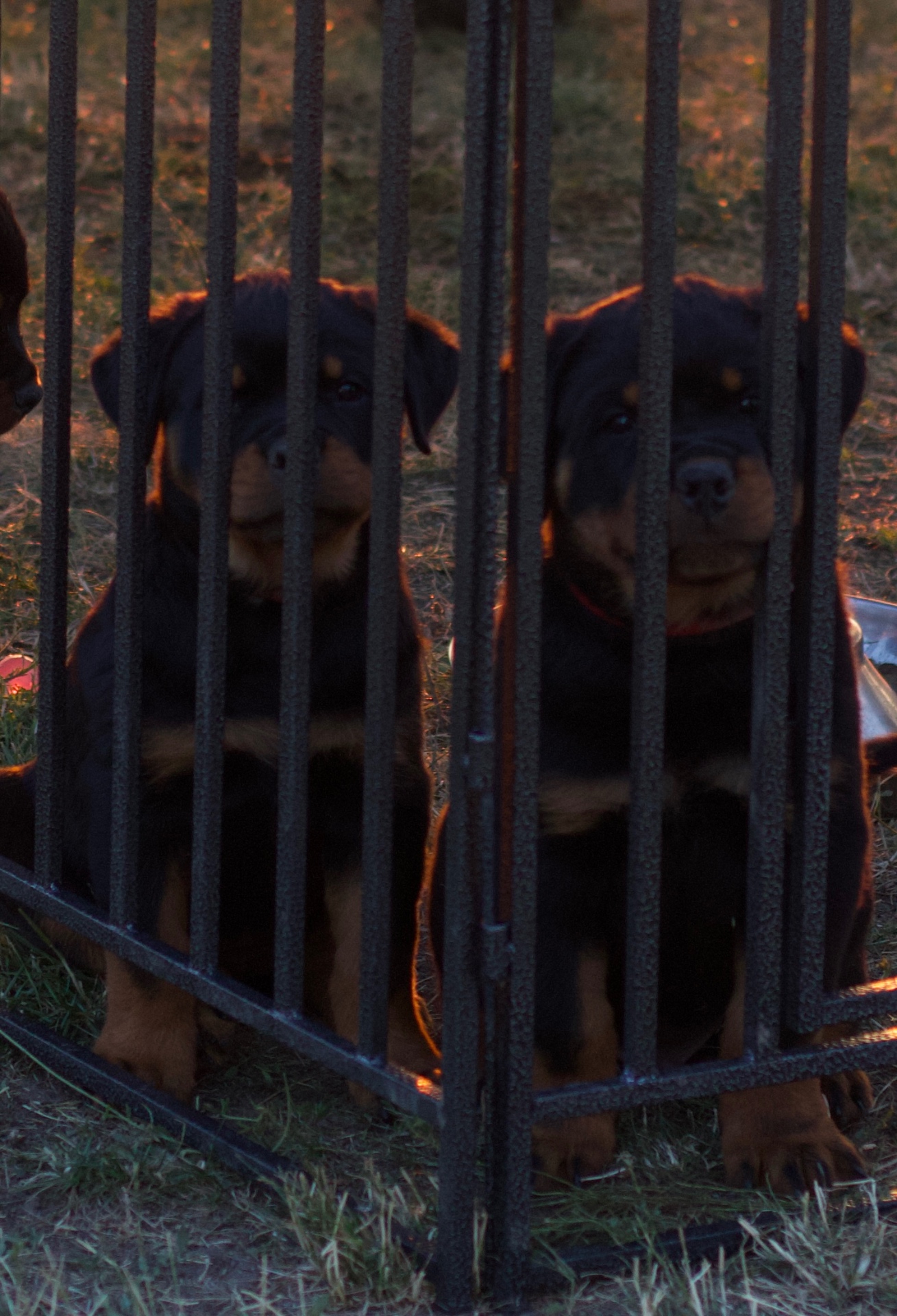 Outdoor Photos — Assisi Kennels Rottweilers