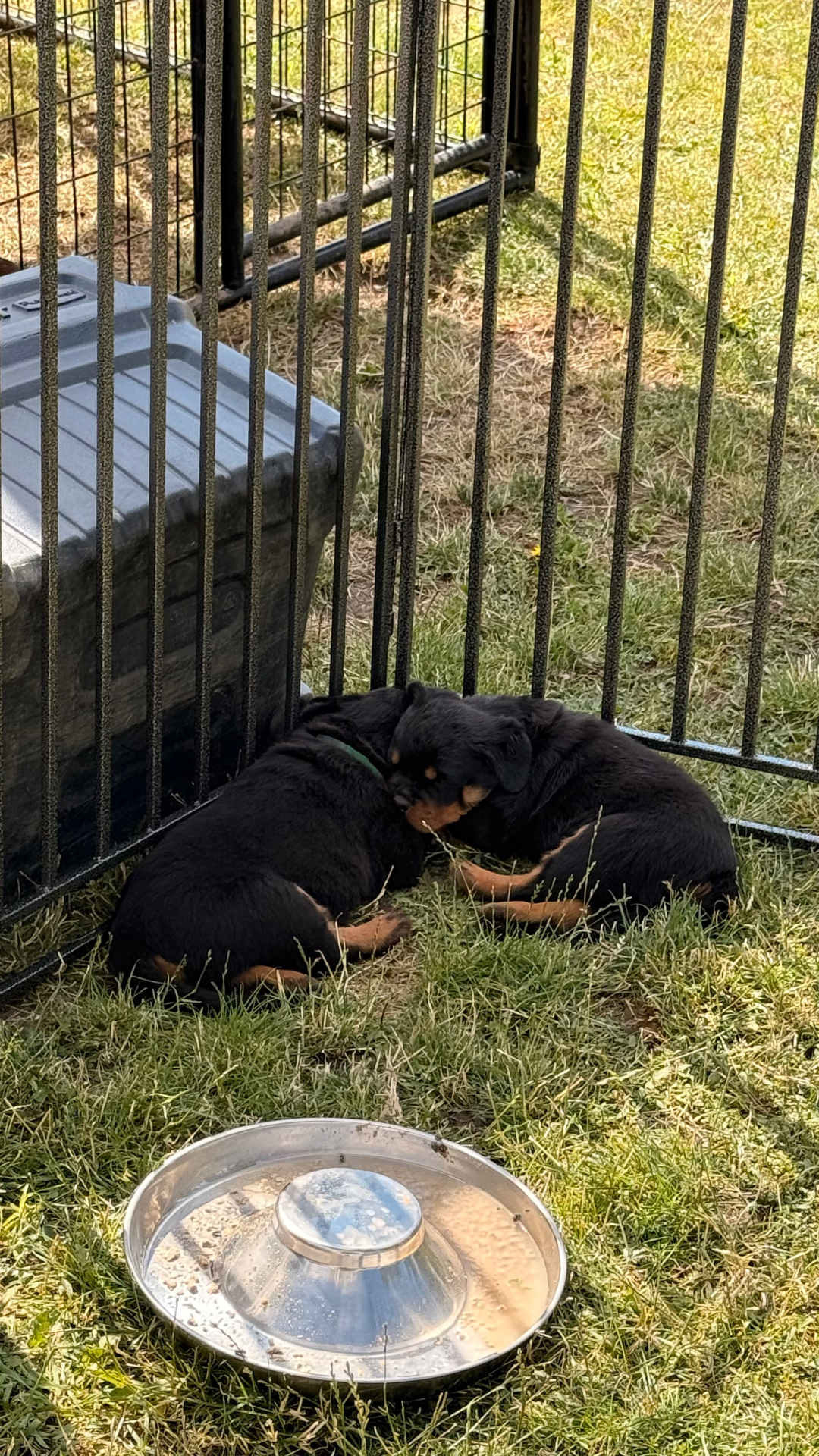 Litters — Assisi Kennels Rottweilers