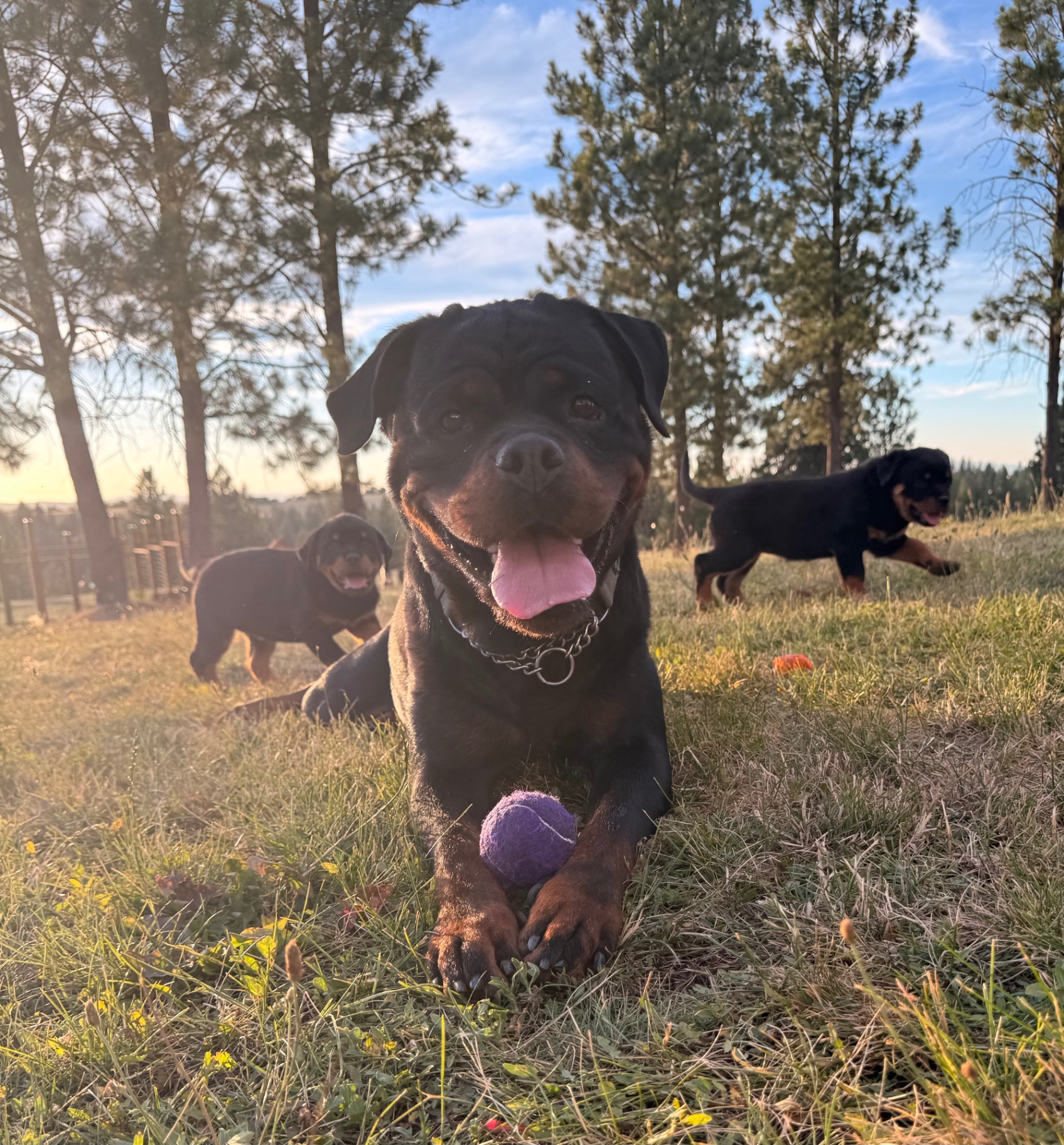 Adult Dogs — Assisi Kennels Rottweilers