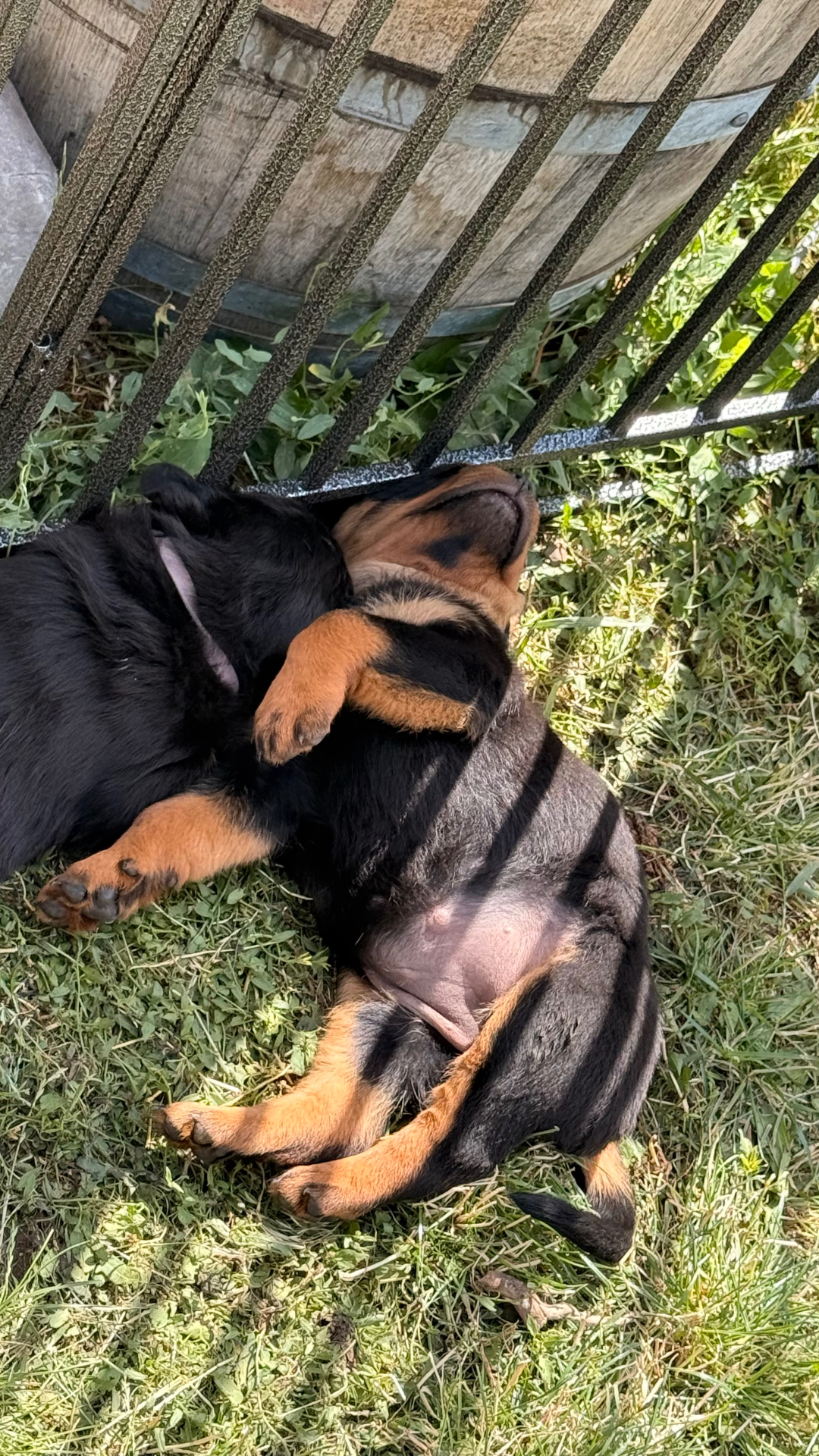 Litters — Assisi Kennels Rottweilers
