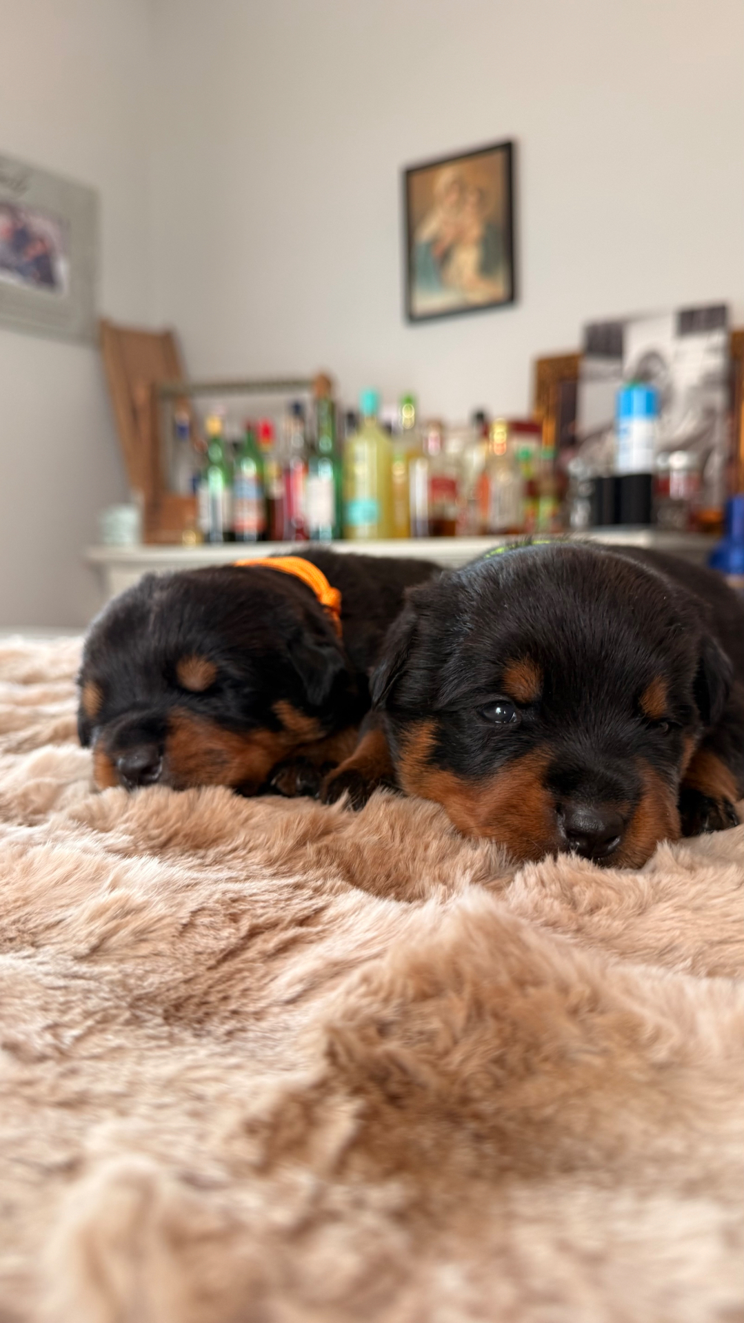 Litters — Assisi Kennels Rottweilers