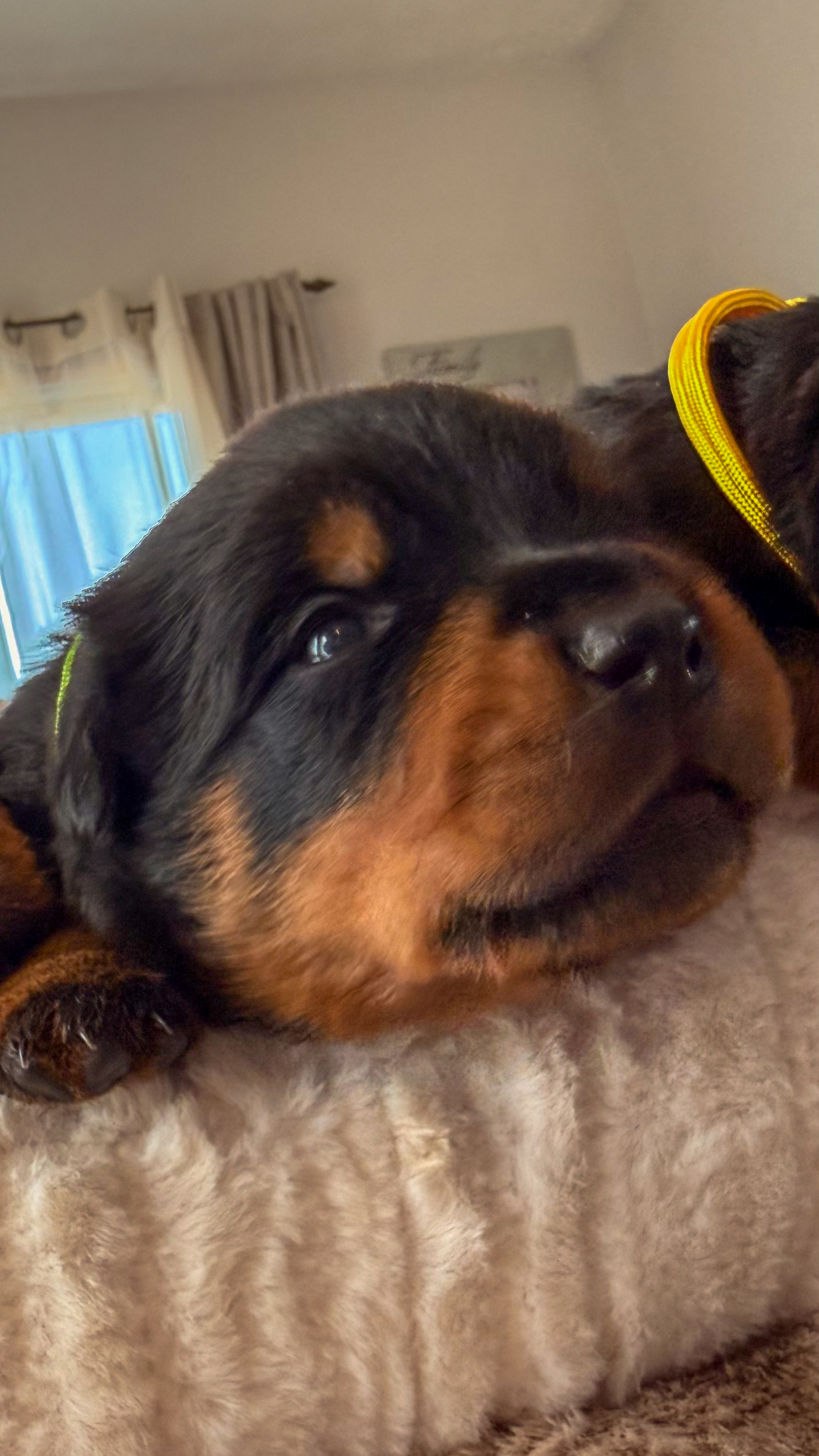 Denali — Assisi Kennels Rottweilers