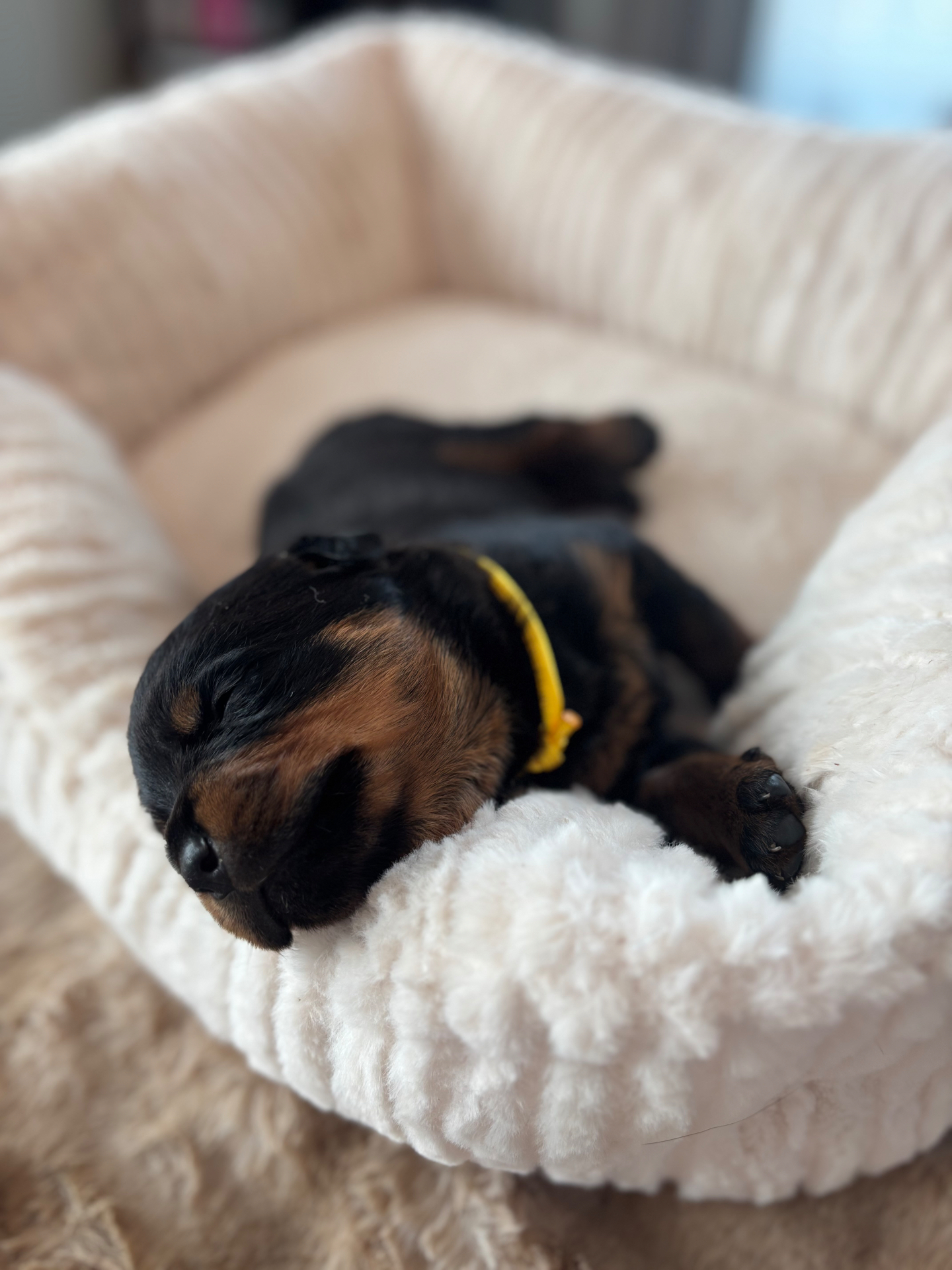 Pineapple, female Rottweiler puppy