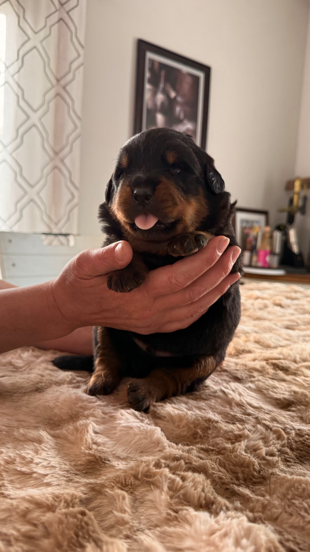 Sage, male Rottweiler puppy