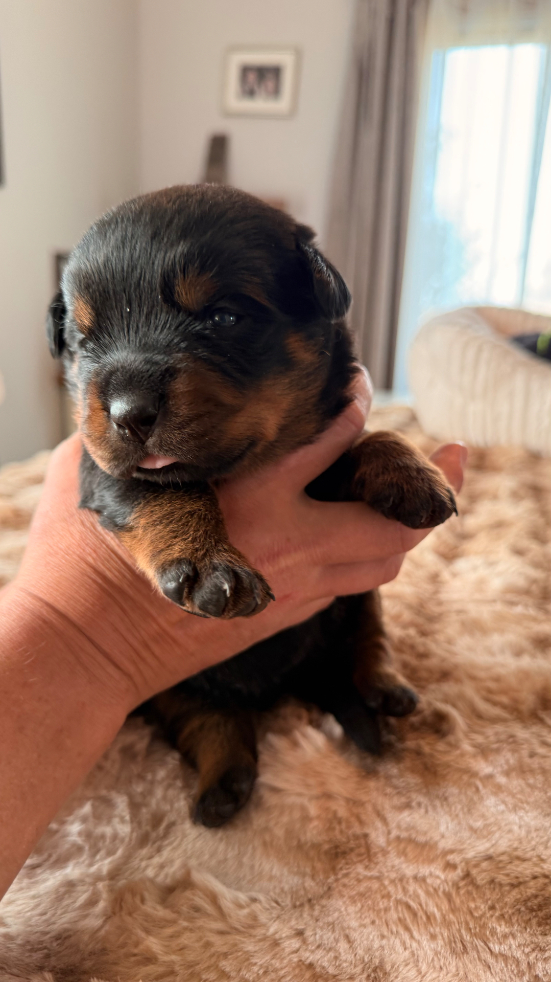 Teal, female Rottweiler puppy