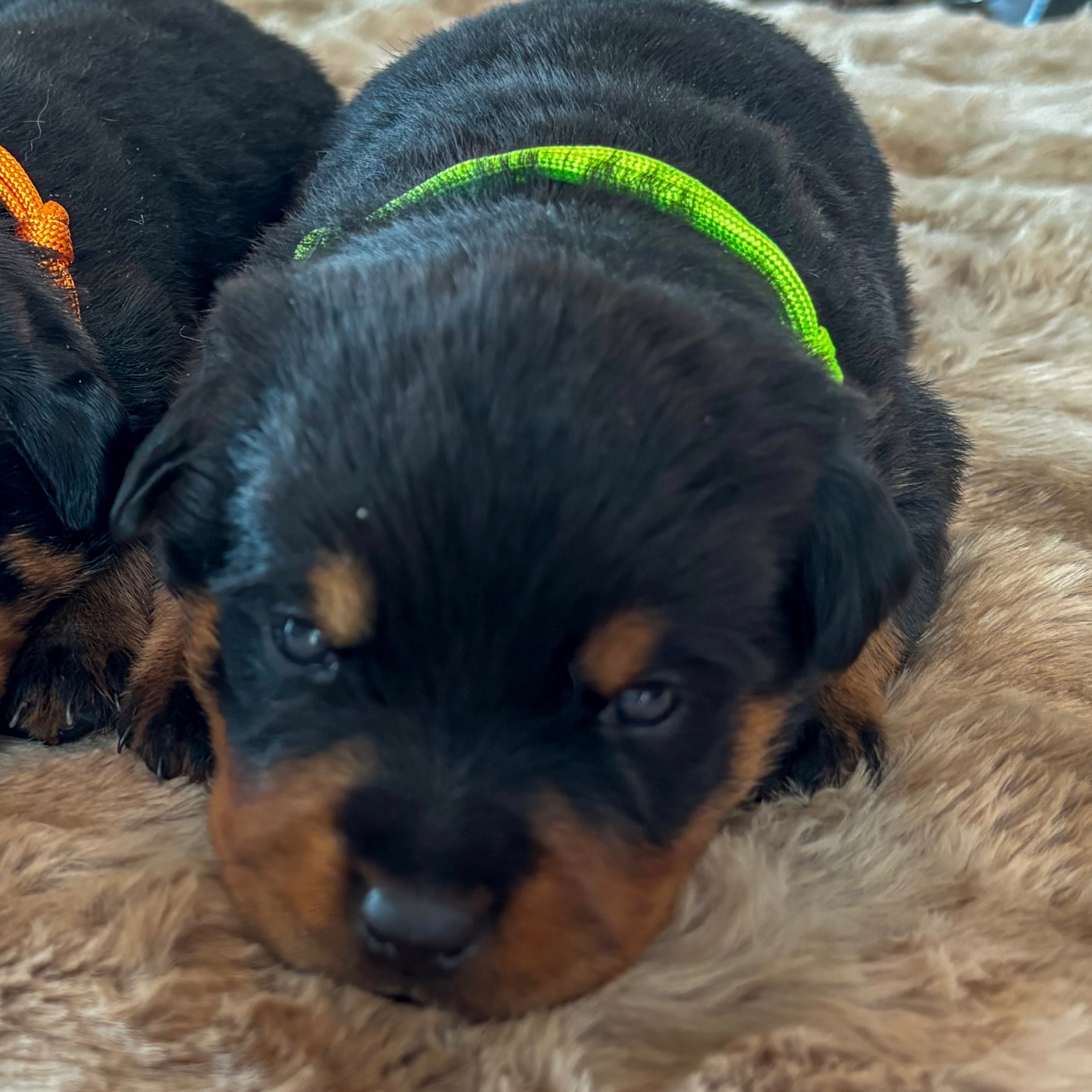 Chartreuse, female Rottweiler puppy
