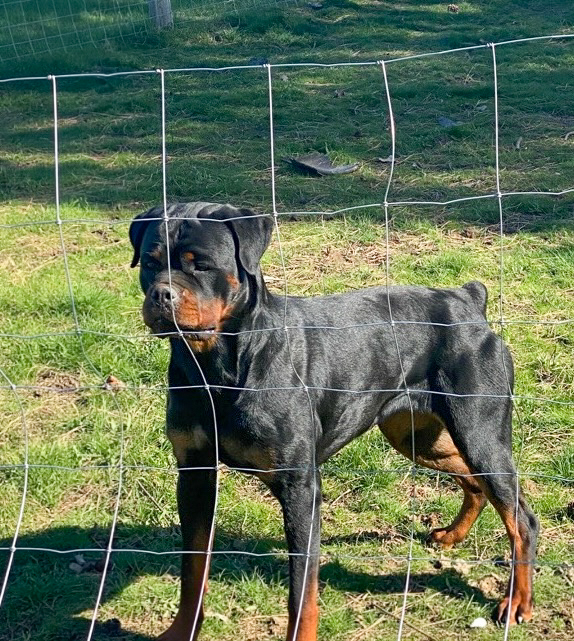 Addie, female Rottweiler at Assisi Kennels